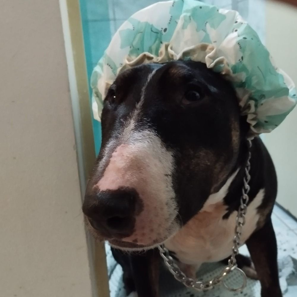 danilosmith.bsky.social