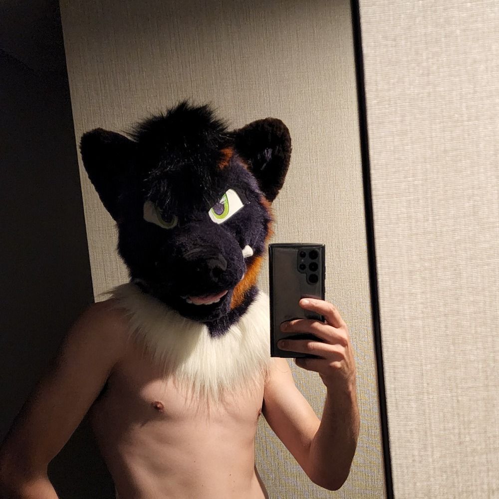 ZiggyHusky