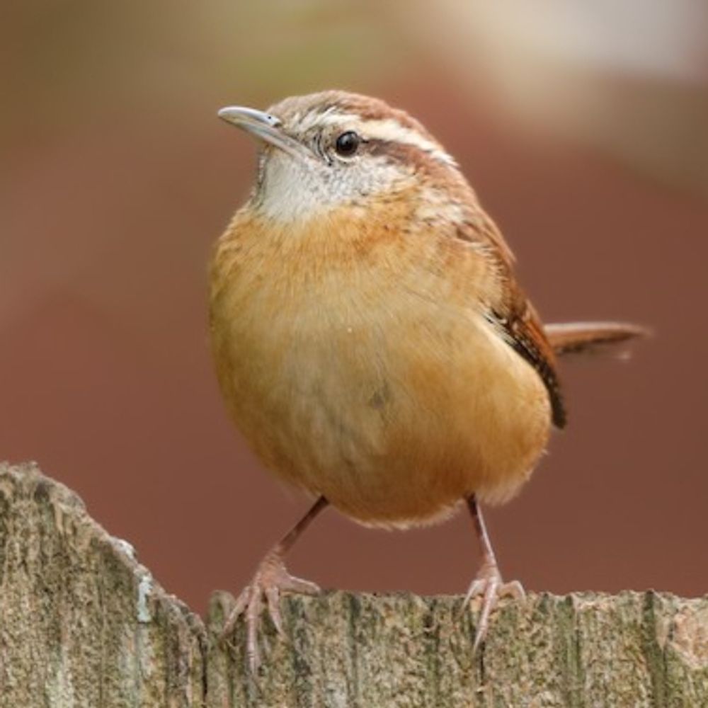 Bird of the Day