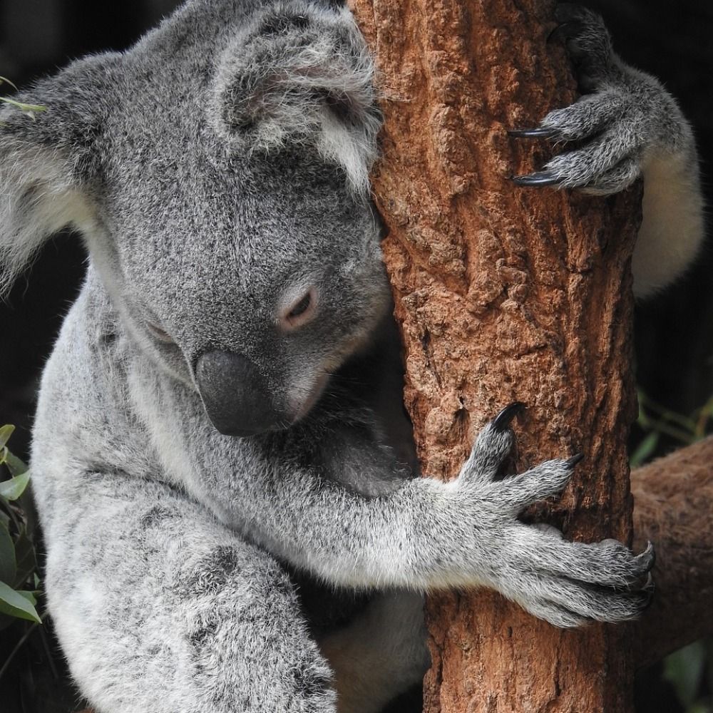 Australia