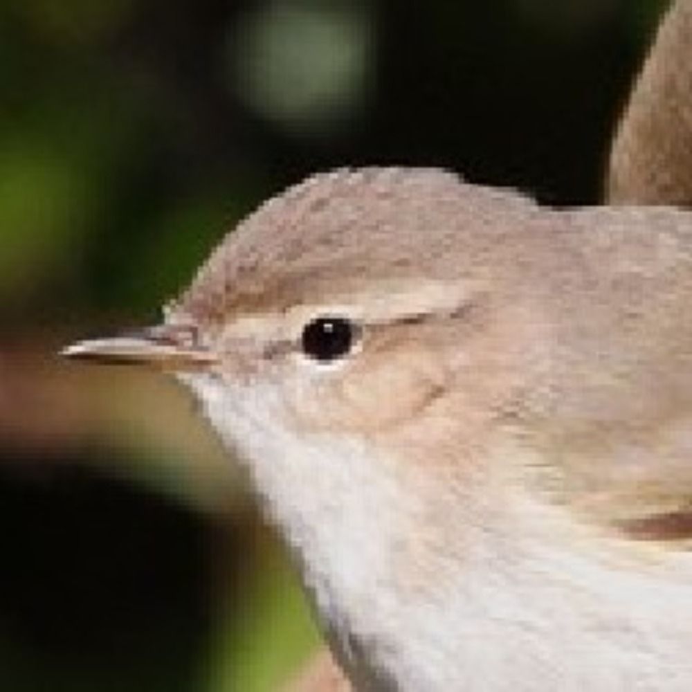 SMLBirder