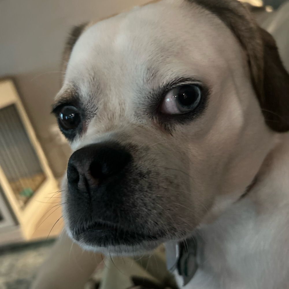 Judging Puggle🧠♾️