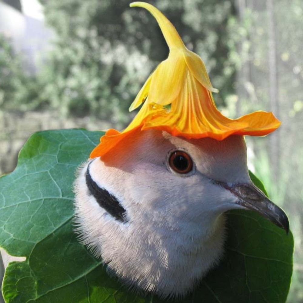 professor bird legs