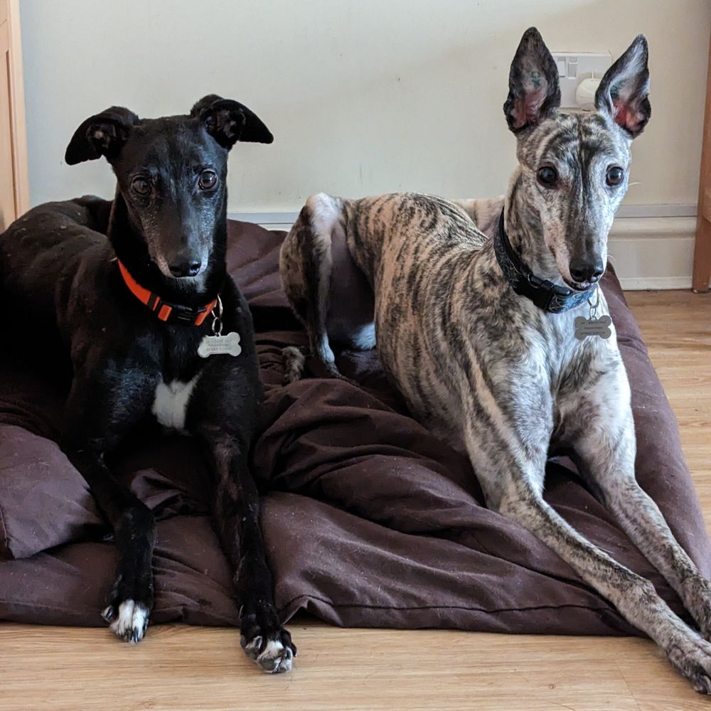 Maya & Alice Greyhound