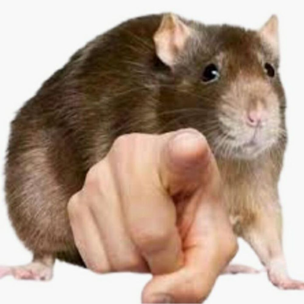 The Rat