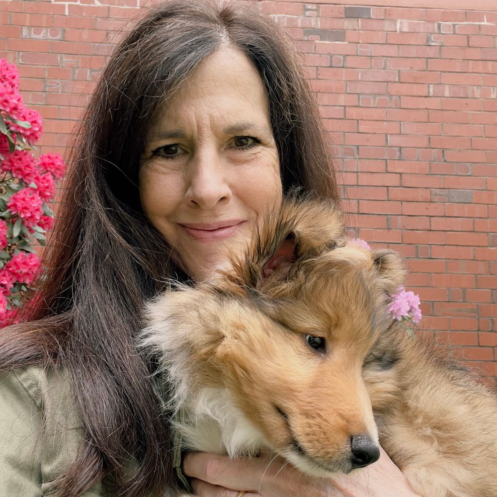 Kipper the Sheltie 🦋