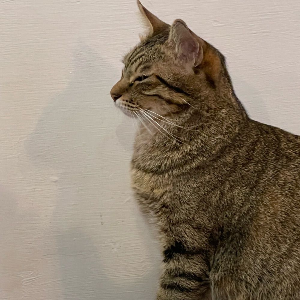 狼狗在天上飛