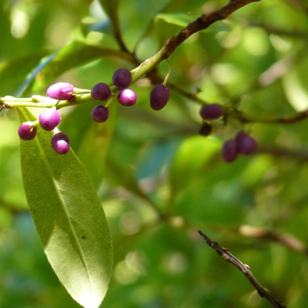 ngaiobee