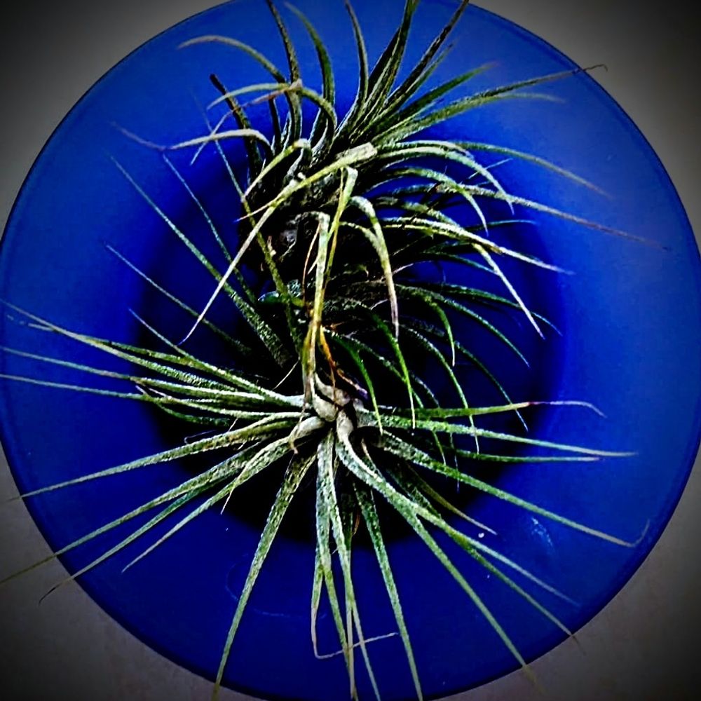wind in the pines