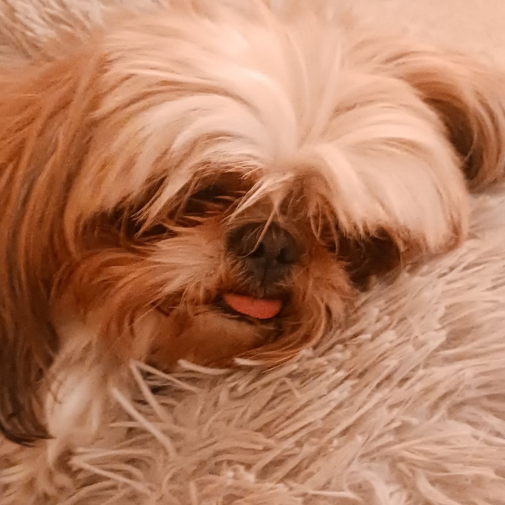 azmiddle.bsky.social profile picture