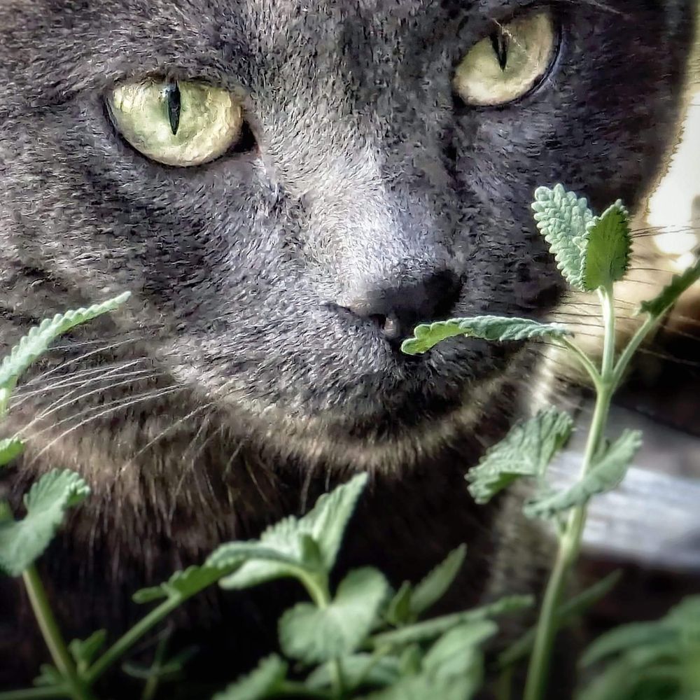 Lucky Cat