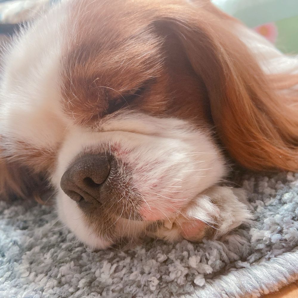 🐶ふうちむ🐶