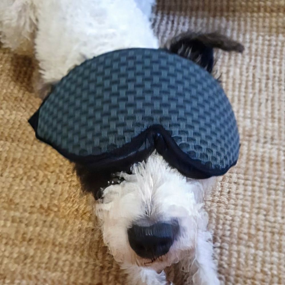 Badger the Dog