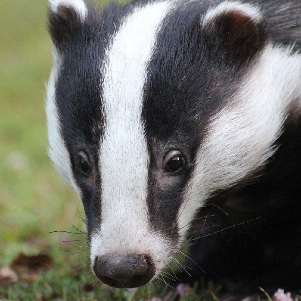 Badger