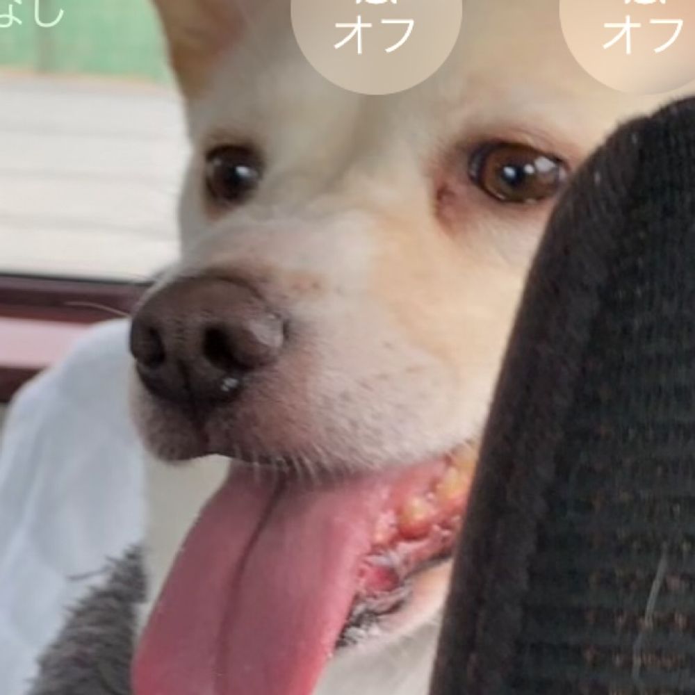 はむしり 
