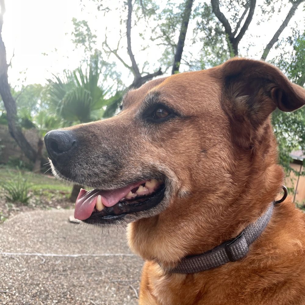 Scout the Big Brown Dog
