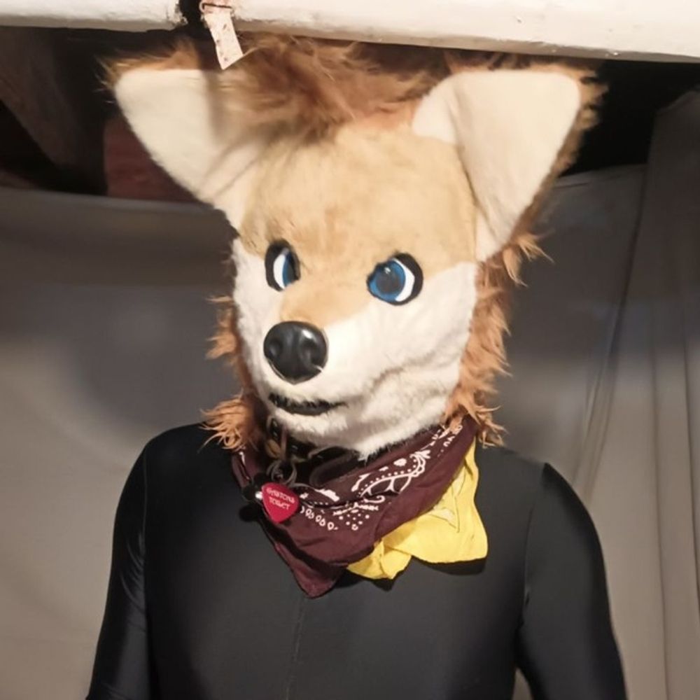 Muckee Fox 💛🤎