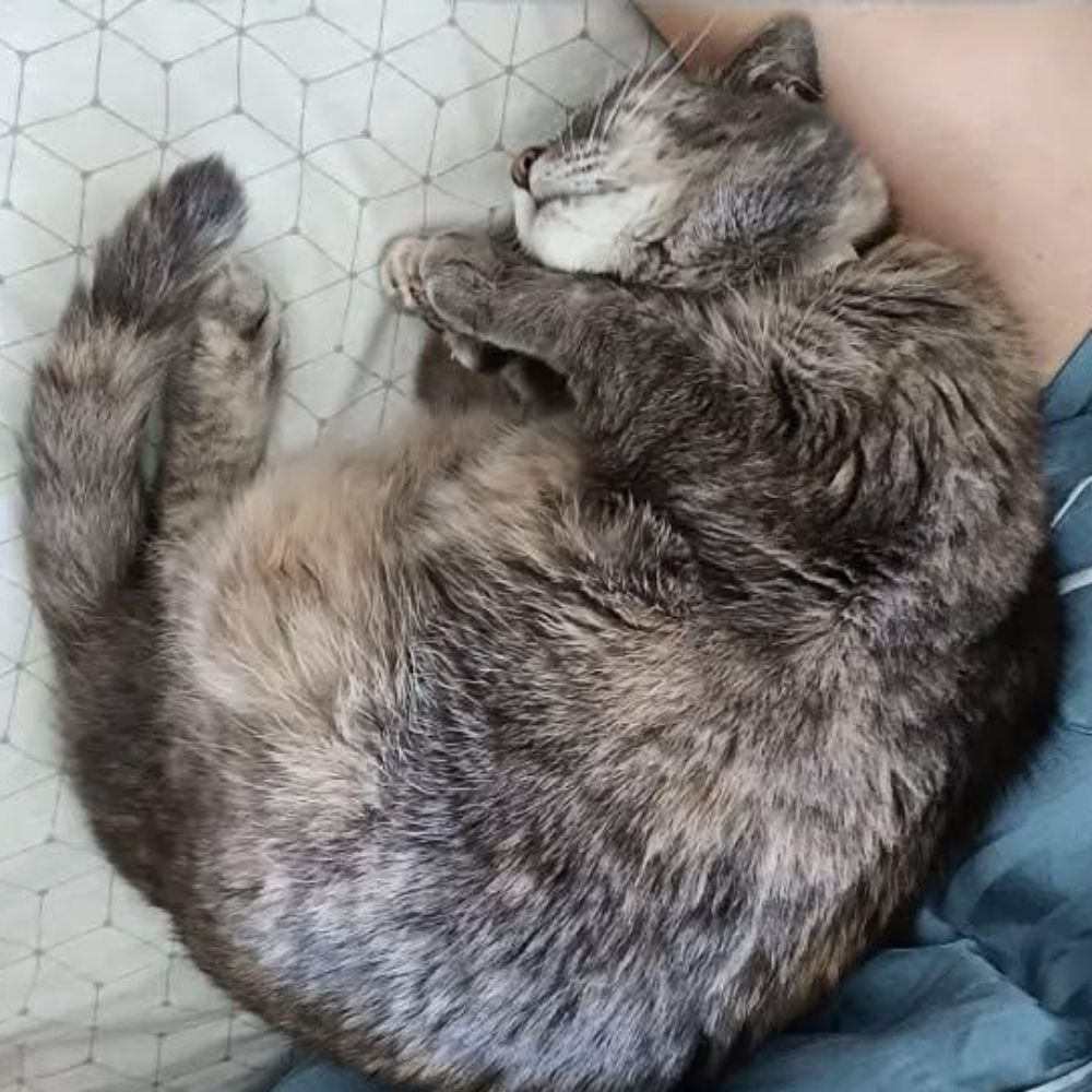 Angela 😺