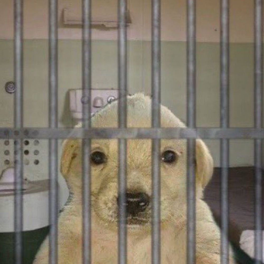 패급