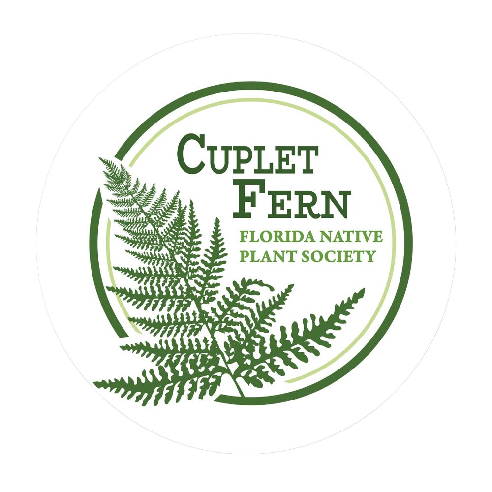 Cuplet Fern Florida Native Plant Society