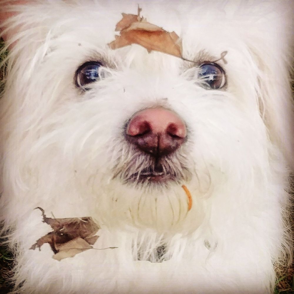 mrgusthedog.bsky.social profile picture