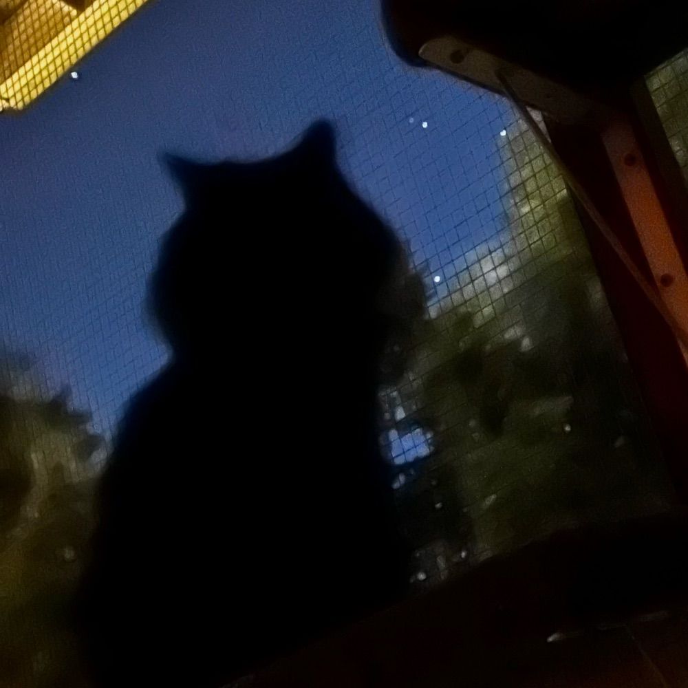 Chacha kitty