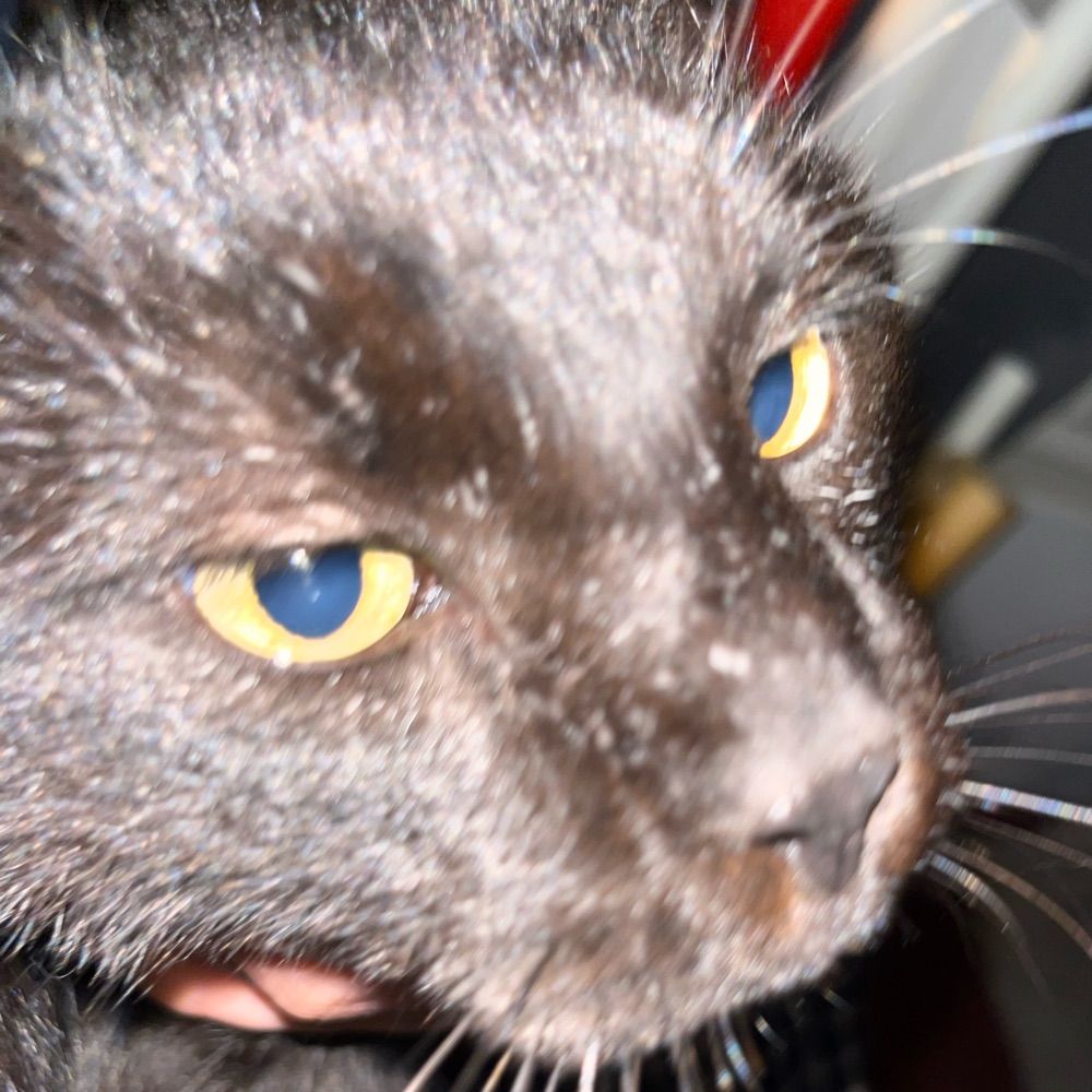 Michi