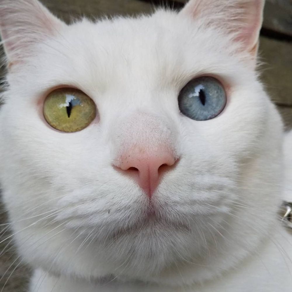 ファントン