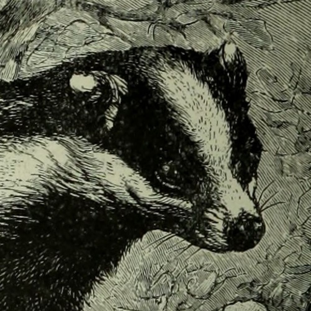BoredBadger