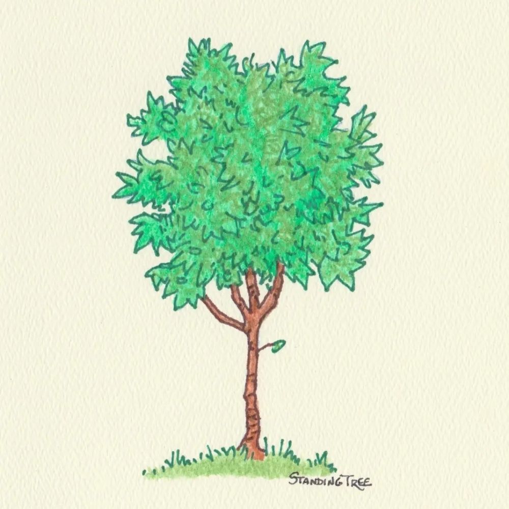 Adam Standing tree