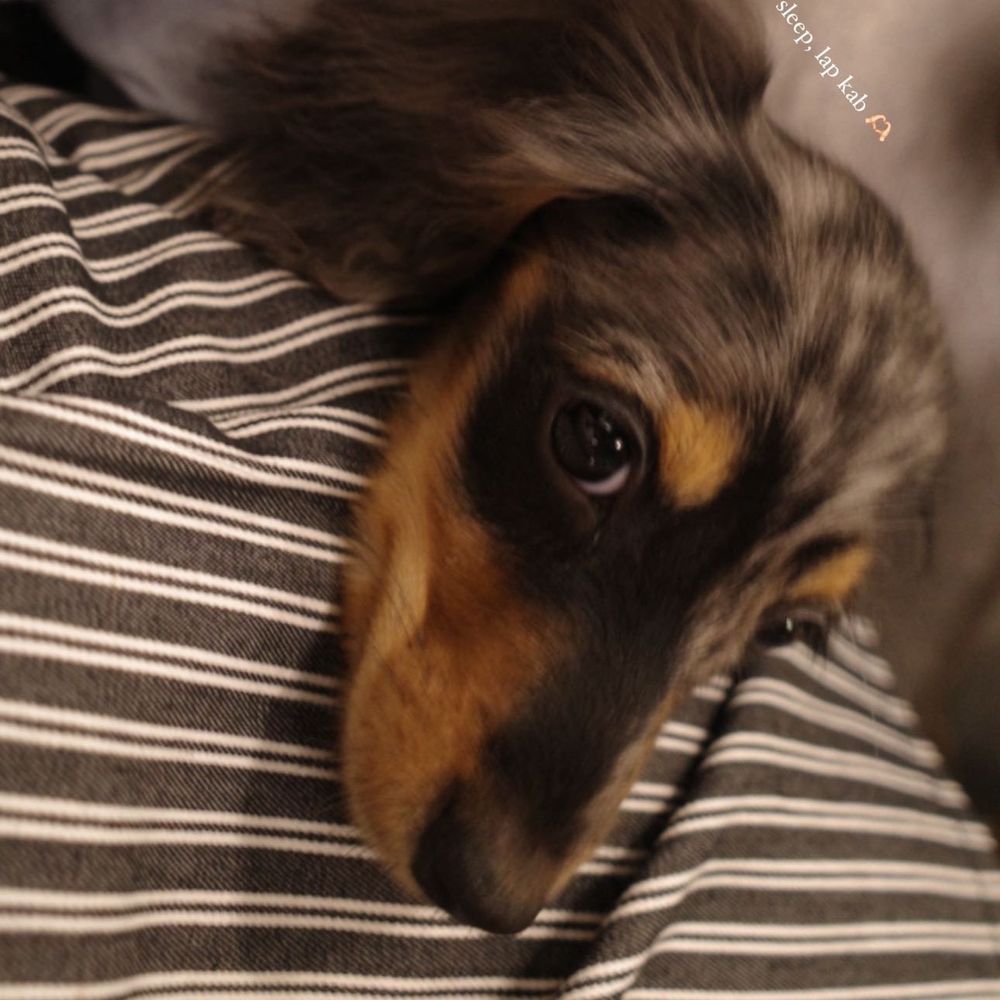 Louis angel 