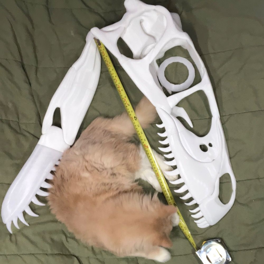 Dakotaraptor