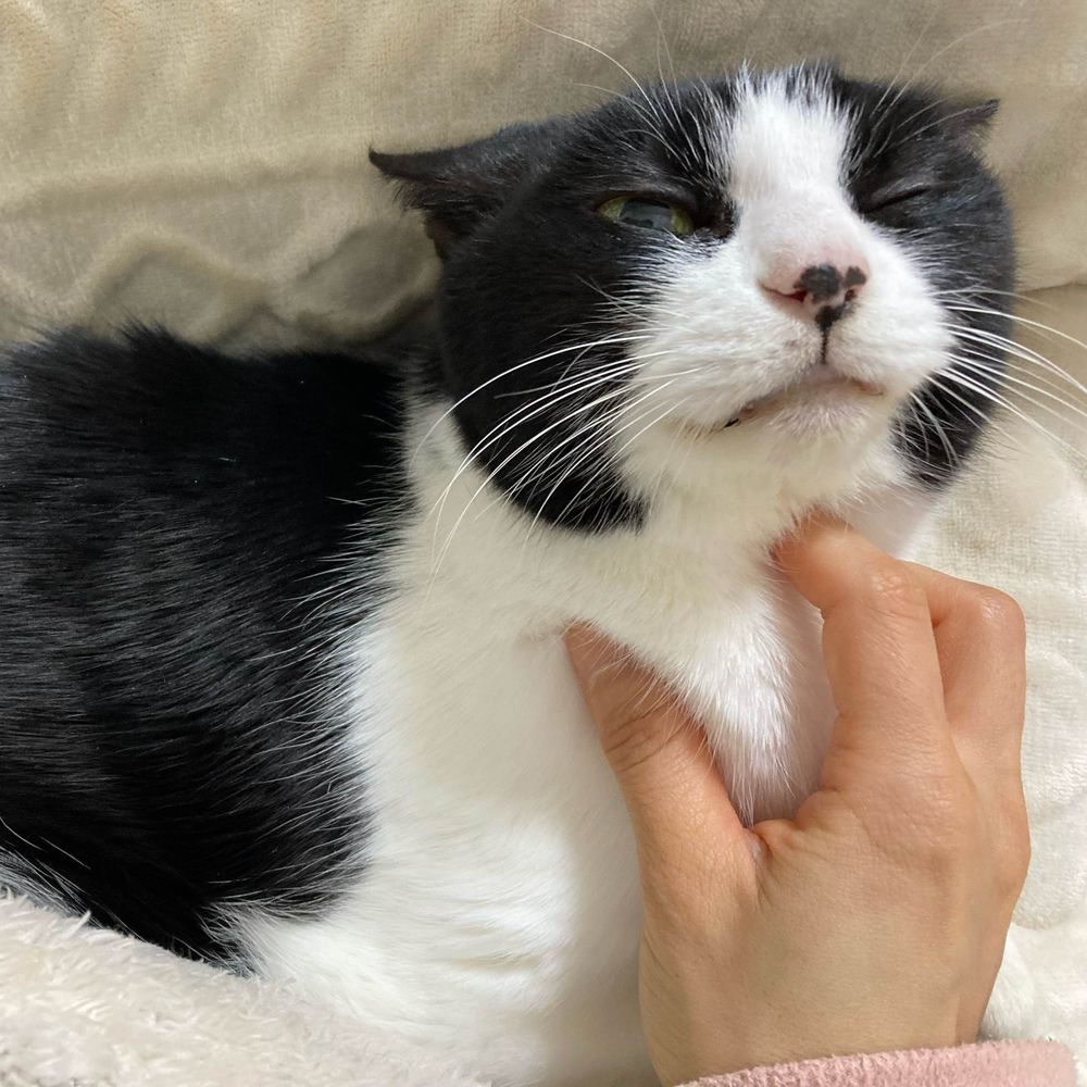 なつこ