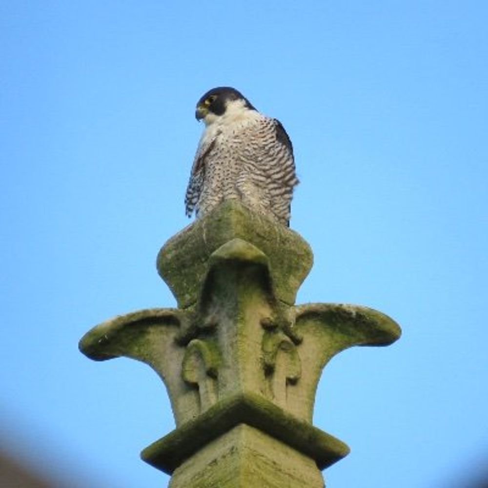 Cambridge Peregrines
