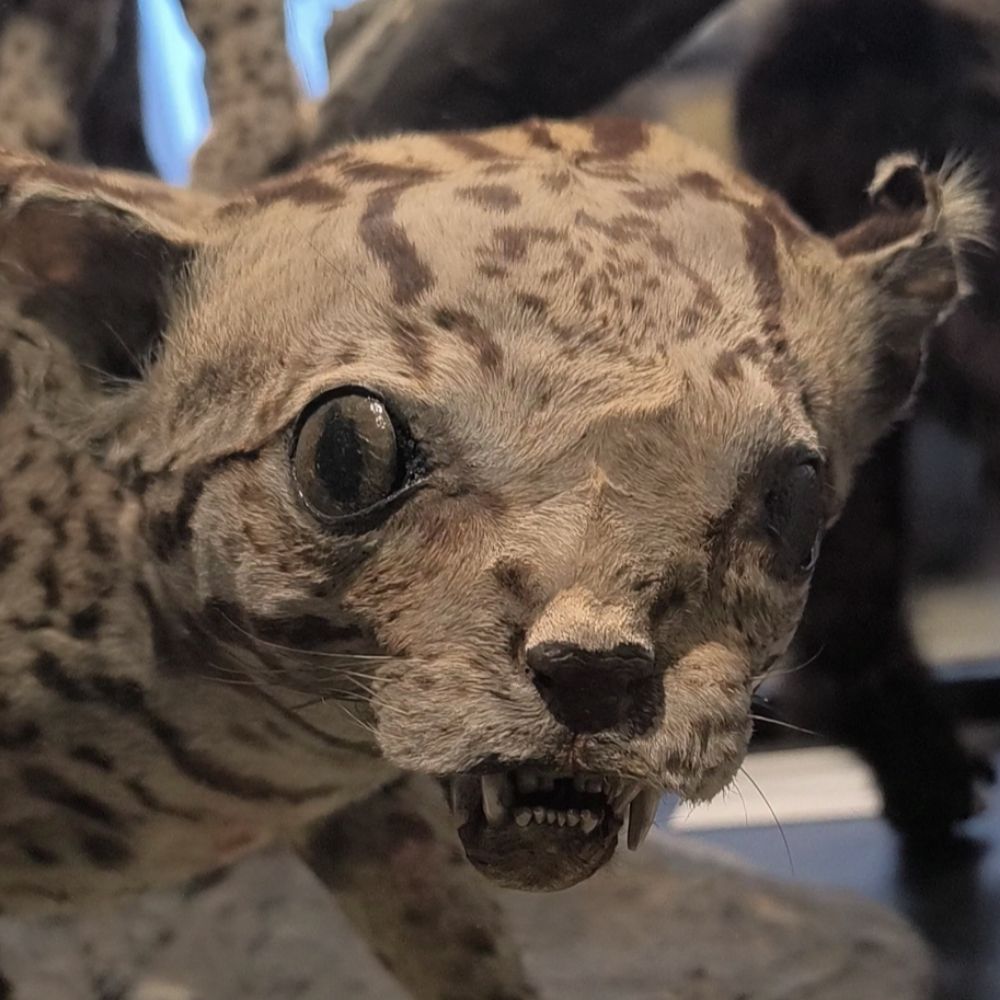 callmepierogi.bsky.social