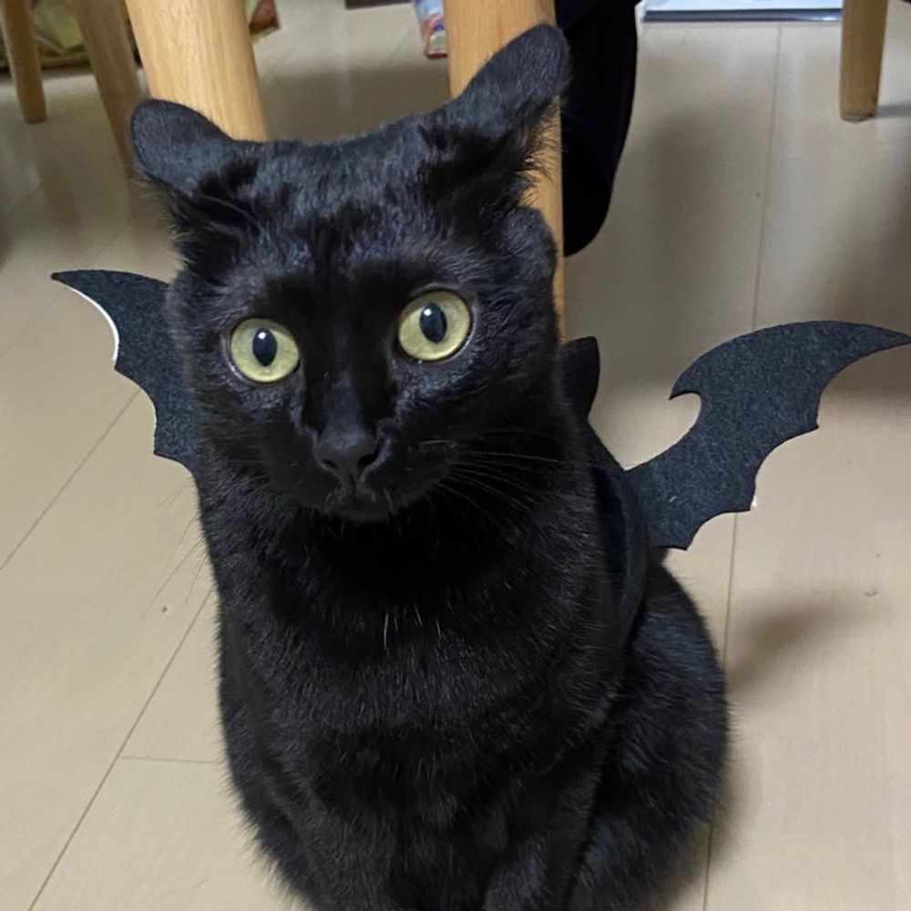 ライオンちゃん
