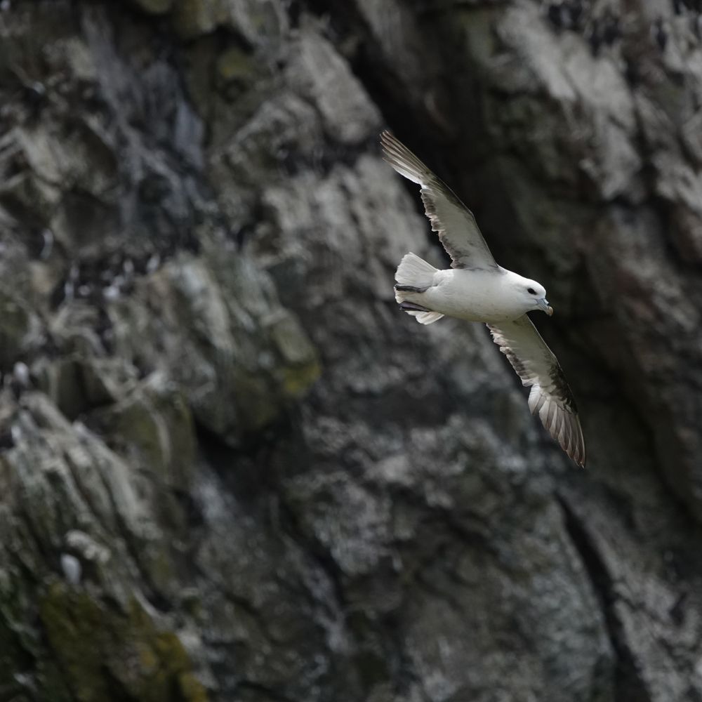 Skomer Island