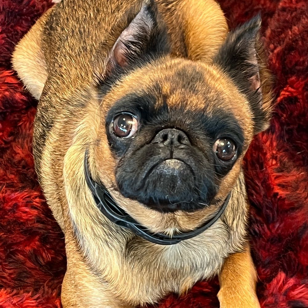 JustHolly