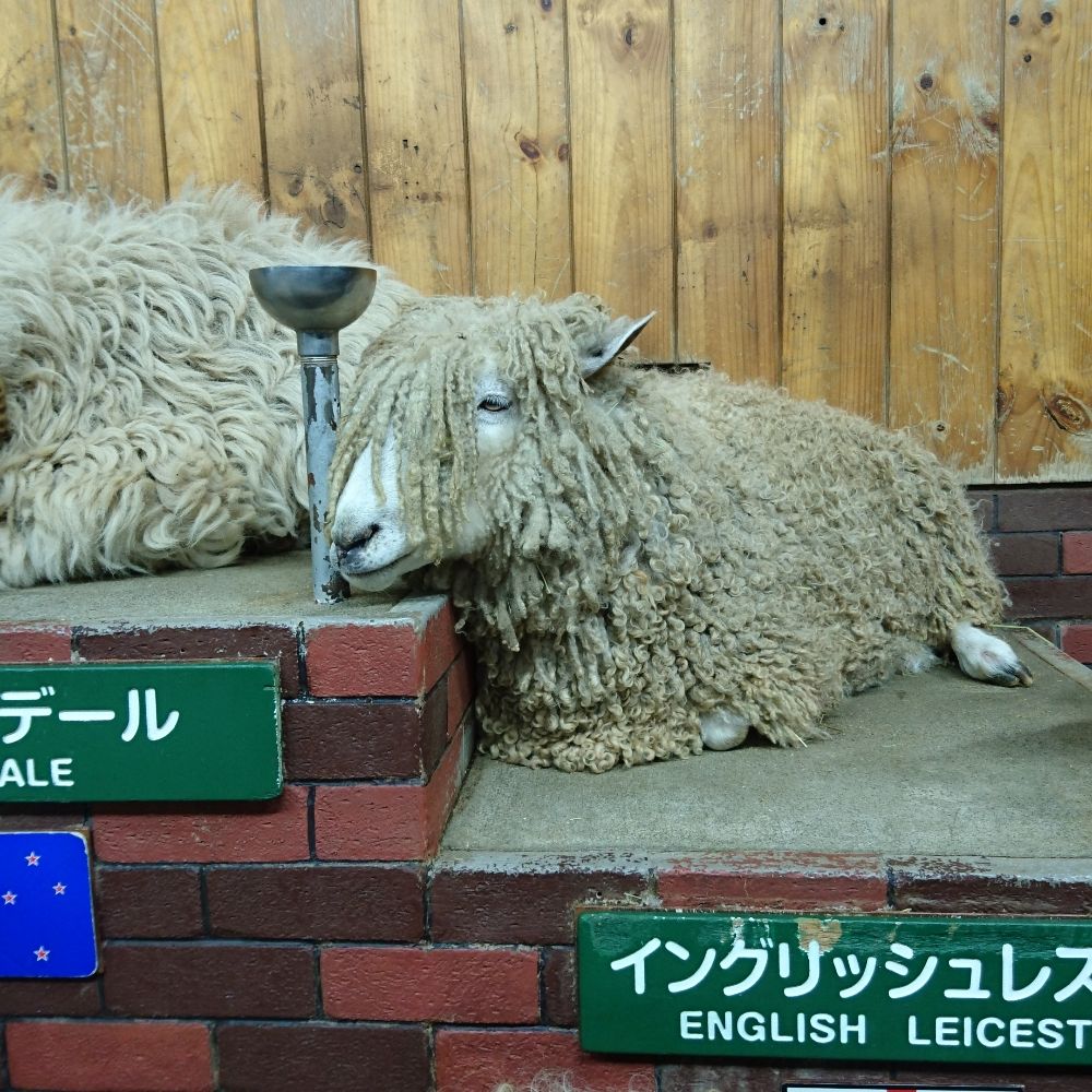 🐏