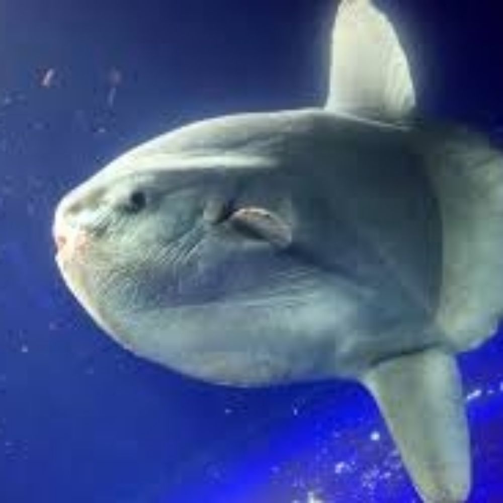 Peixe Lua