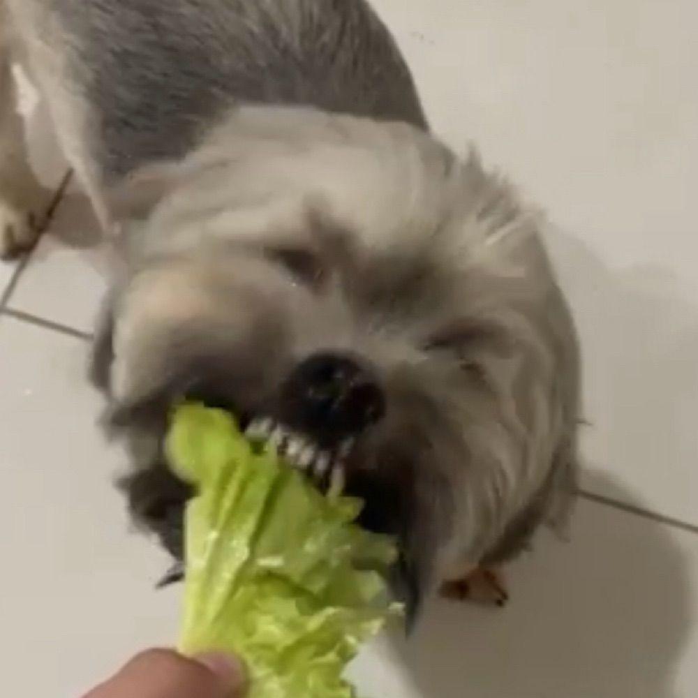 Dogtora 