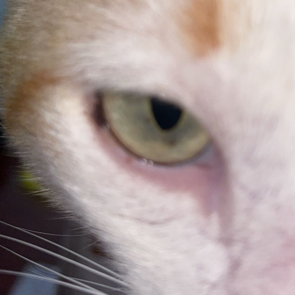 Izy