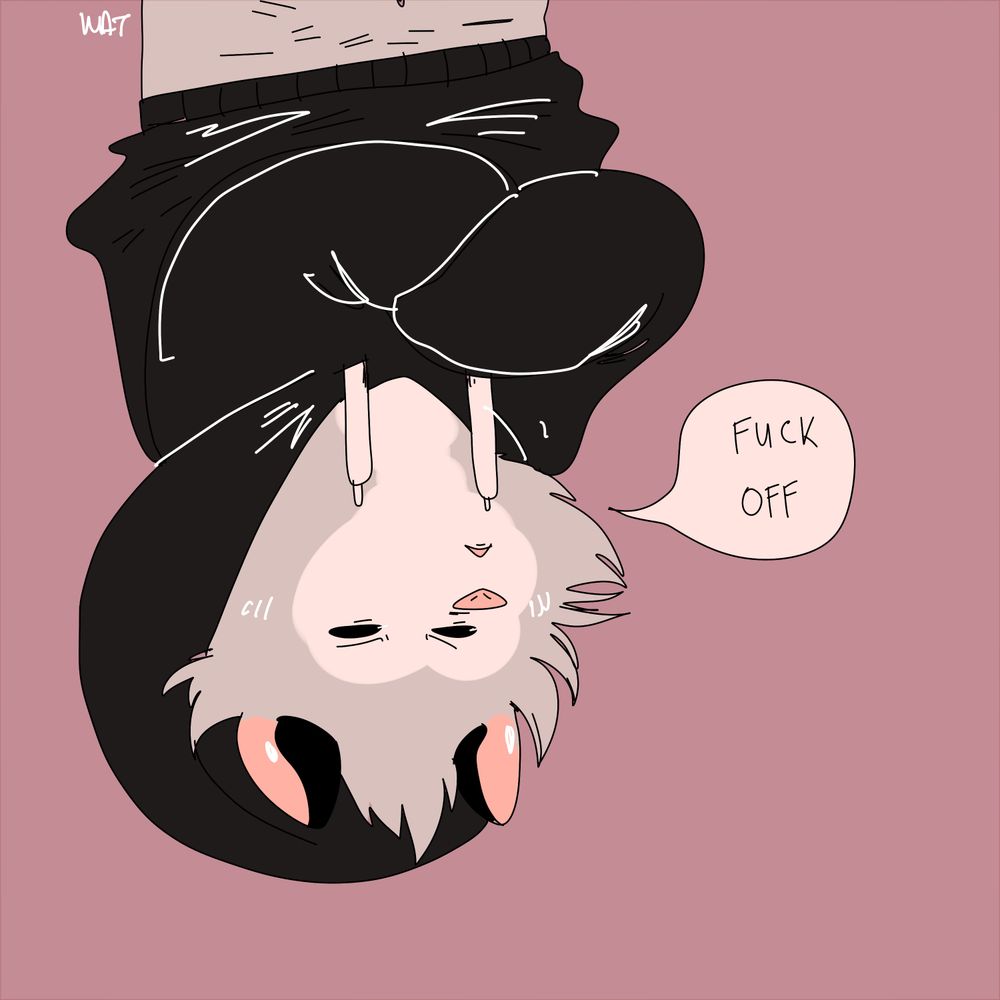 Koda (awesome possum)