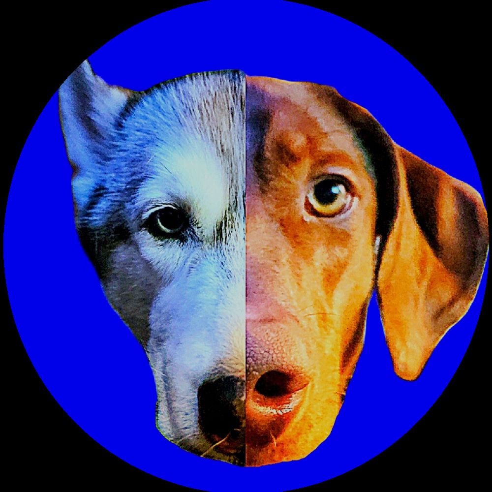 HuskyVizsla