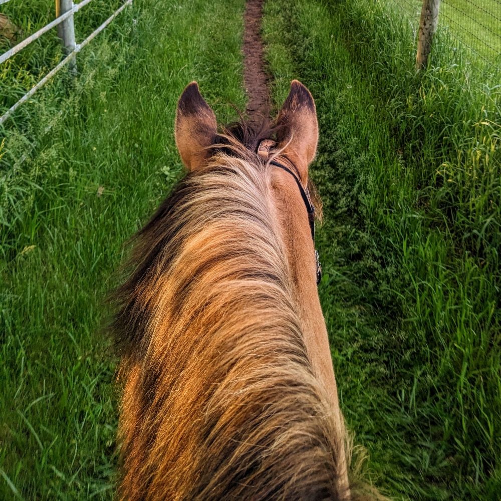 Max(imum) Cowboi