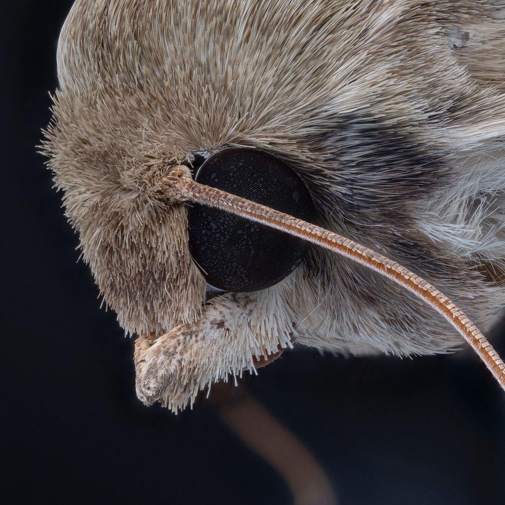 mothmoth