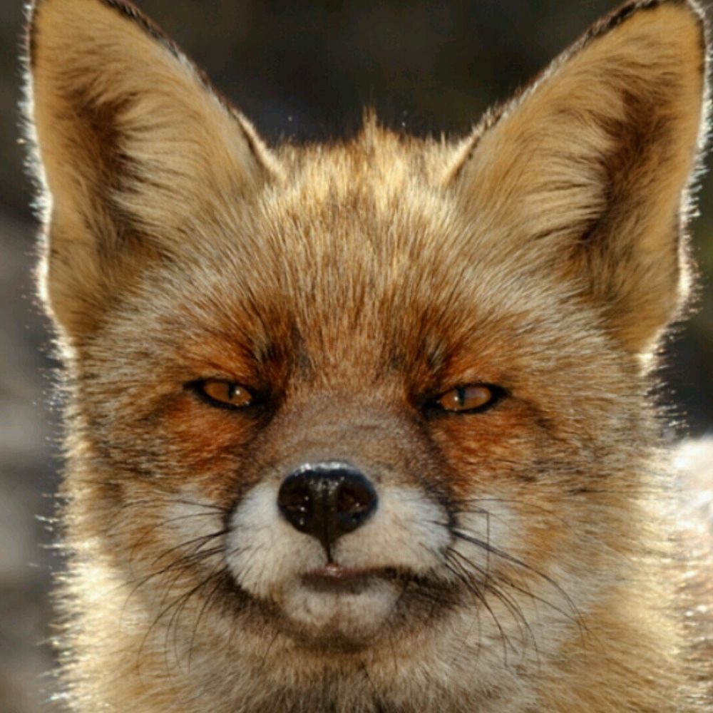 ForrestFoxy