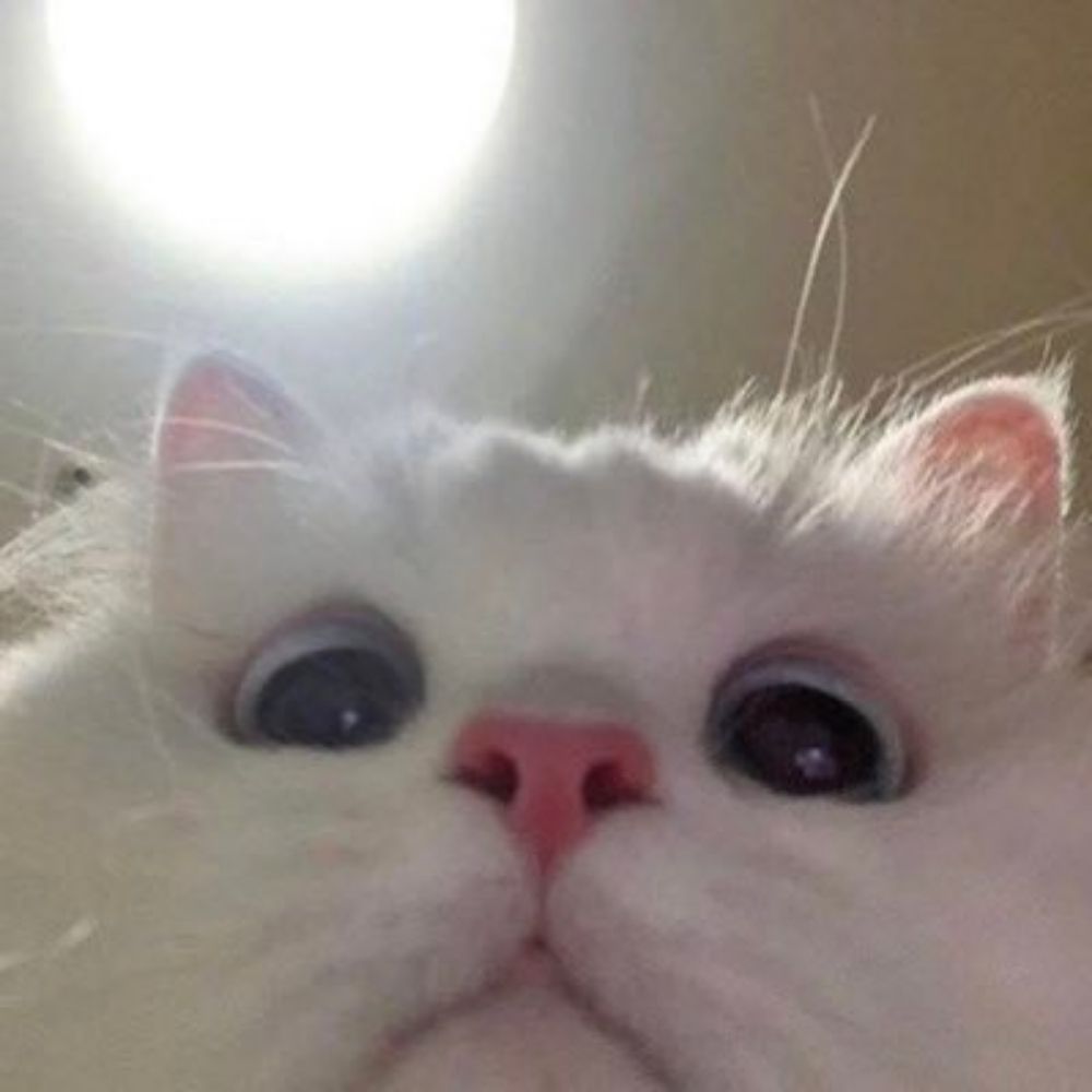 Tom