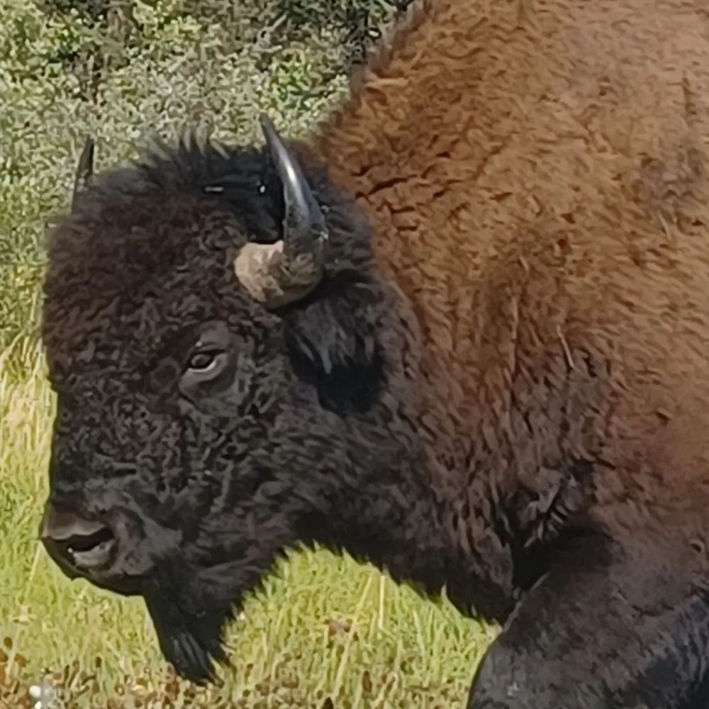 Profile picture buffalosojourn.bsky.social