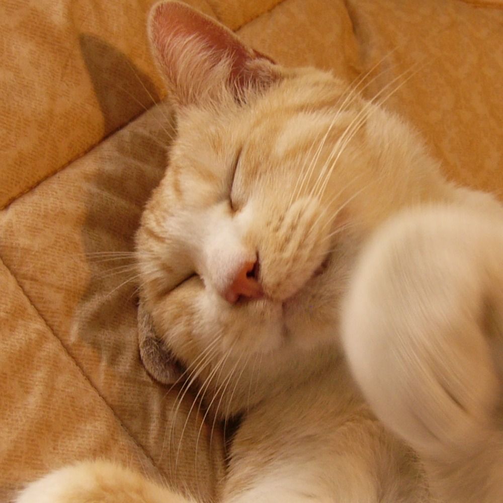 caatsuman